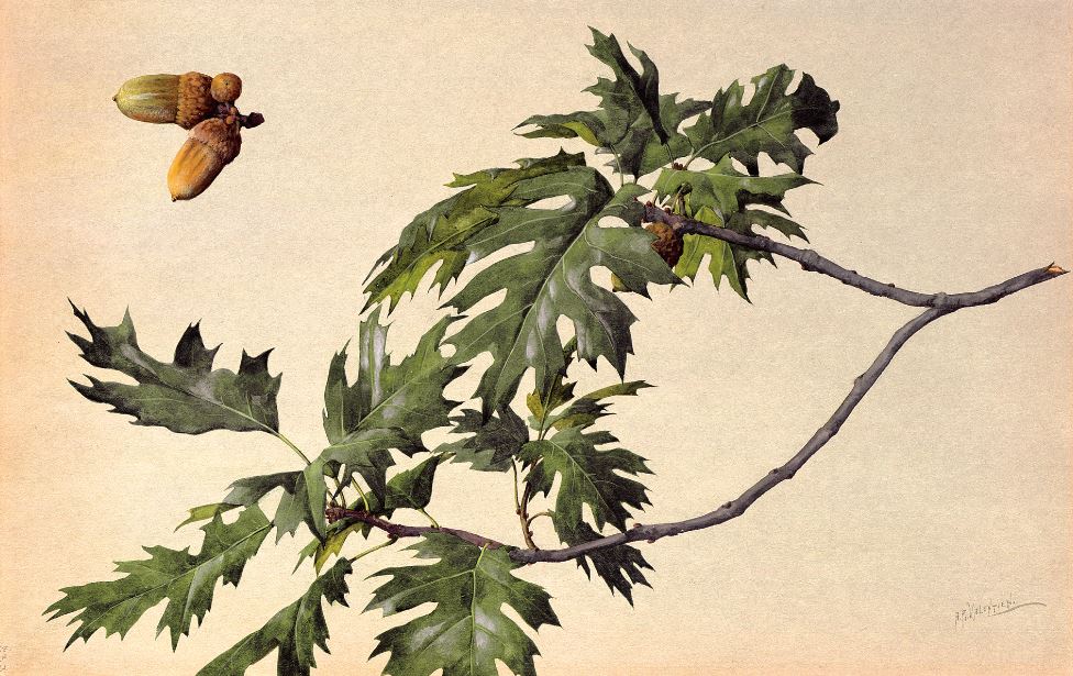 Plant Portraits: The California Legacy of A. R. Valentien