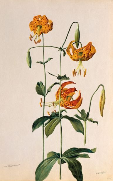 Plant Portraits: The California Legacy of A. R. Valentien